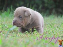american pit bull puppy posted by Chocolate City Tris